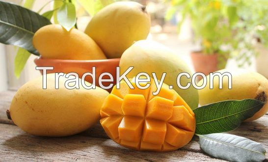 Fresh Cat Hoa Loc Mango From Vietnam - High Quality, Stable Supply, Competitive Price (HuuNghi Fruit)