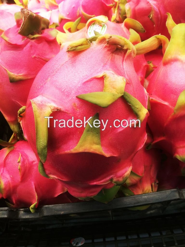 Fresh Dragon Fruit From Vietnam - High Quality, Stable Supply, Competitive Price (HuuNghi Fruit)