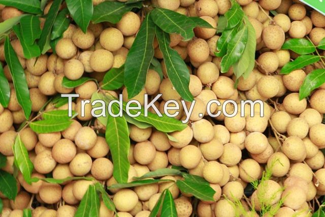 Fresh Son La Longan From Vietnam - High Quality, Stable Supply, Competitive Price (HuuNghi Fruit) 