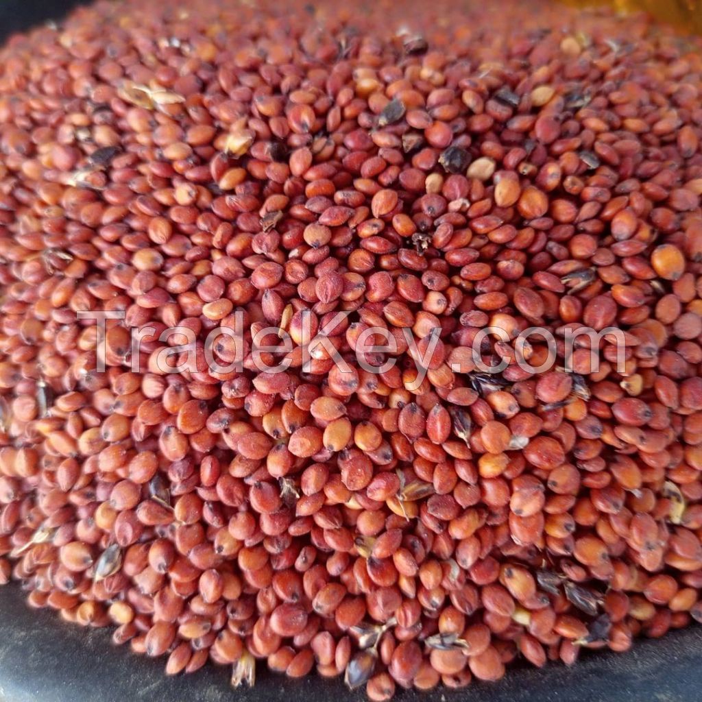 Sorghum Red and white