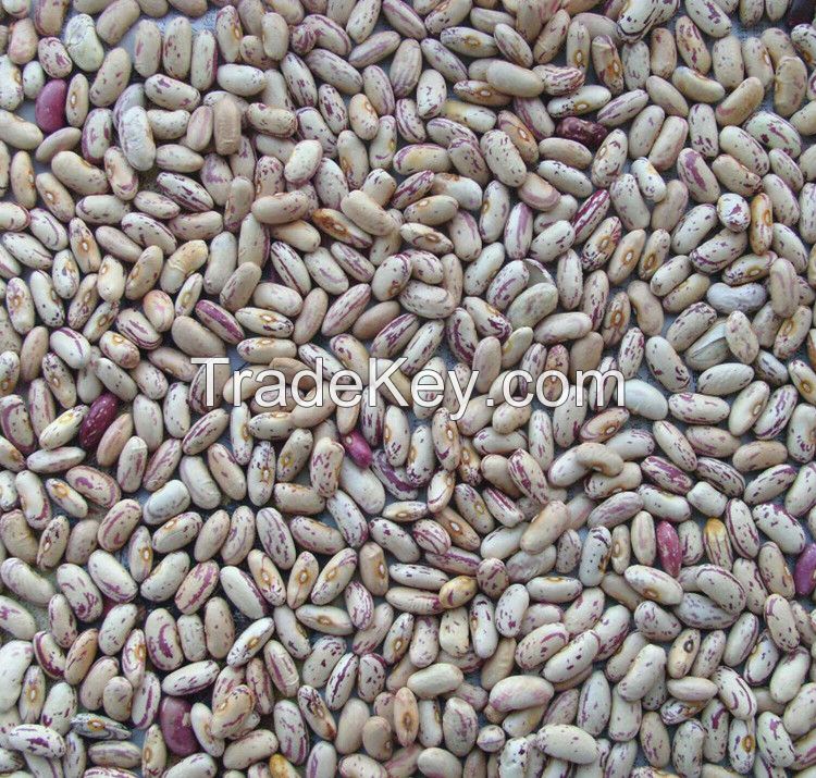  LSKB light speckled kidney beans