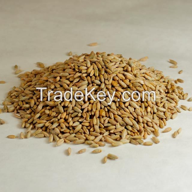 Quality Barley for Animal Feed