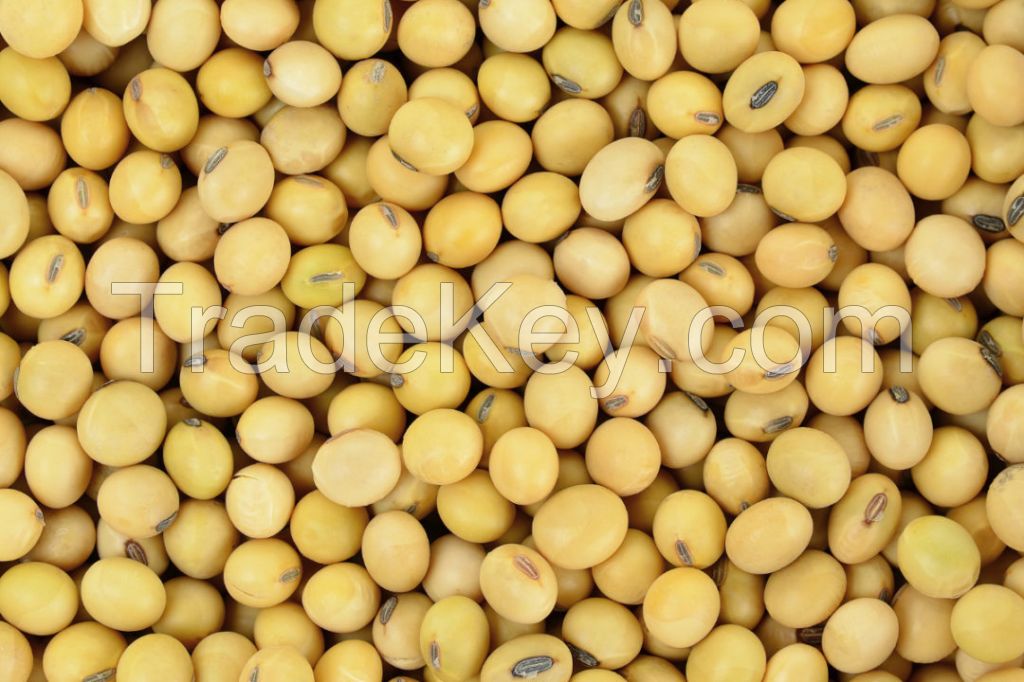 SOYBEANS