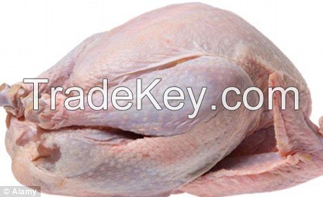 Selling Frozen Halal Turkey Wings, Turkey drumsticks