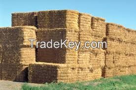 Selling High  quality  alfalfa hay 