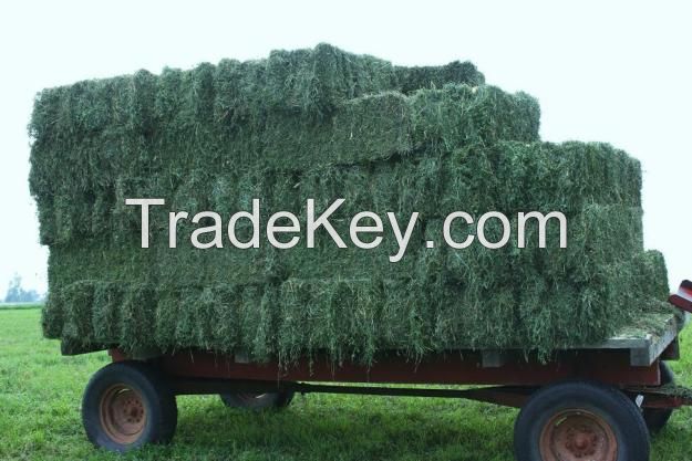 Selling High Quality Animal Feed Alfalfa Hay