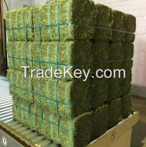 Selling Alfafa Hay,alfalfa Hay With High Protein For Animal Feeding