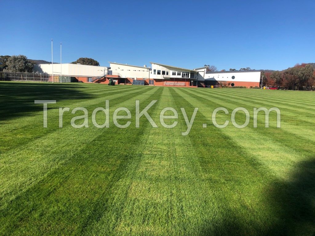 Perennial ryegrass