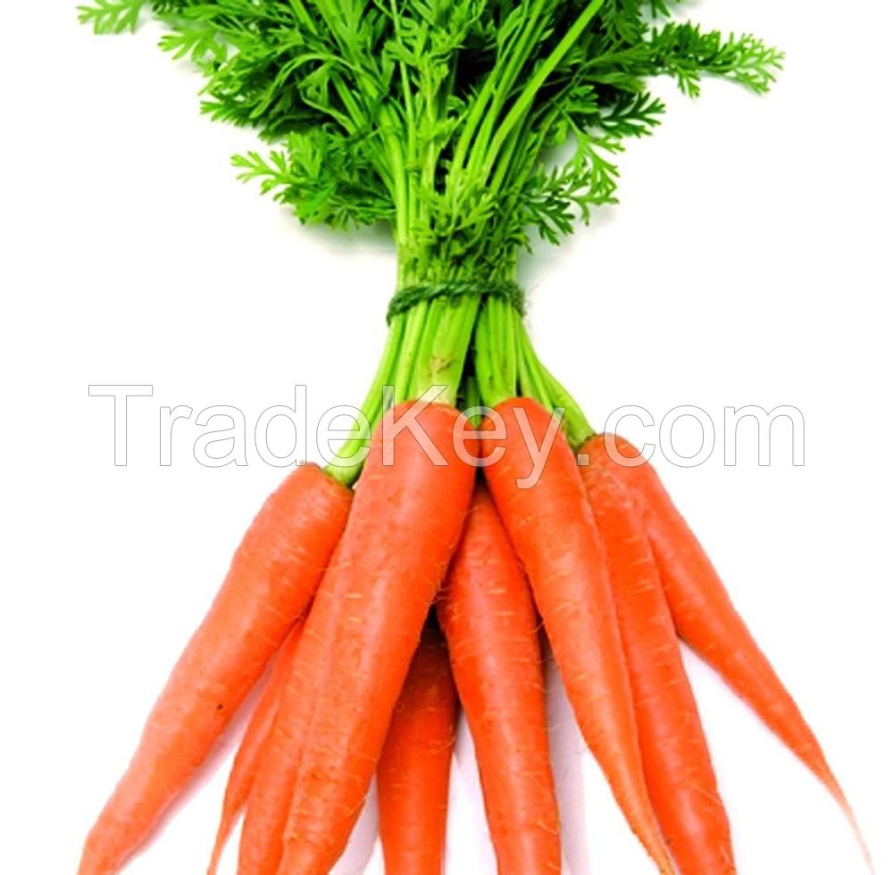 Wholesale fresh vegetables carrots other fresh vegetables fresh carrots