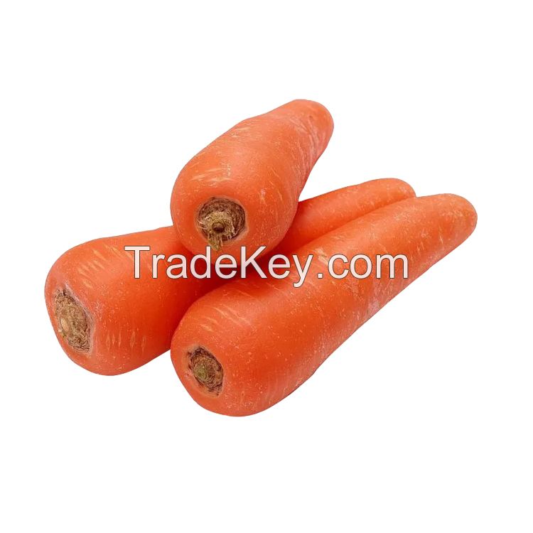 Wholesale fresh vegetables carrots other fresh vegetables fresh carrots