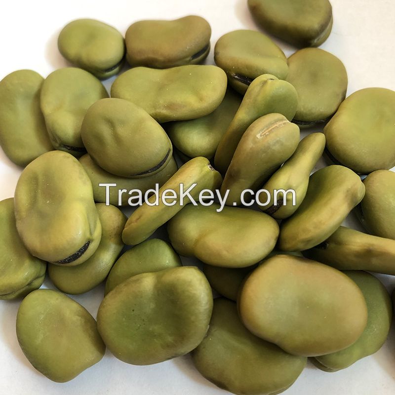 Wholesale fava bean broad bean for sale with best price