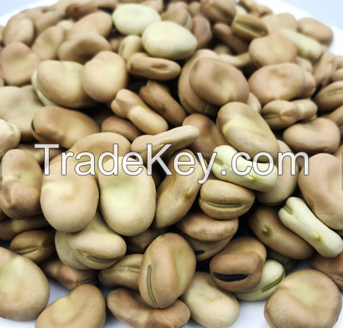 Wholesale fava bean broad bean for sale with best price