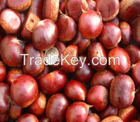 Wholesale Chestnut Raw Sweet Fresh Chestnut Kernel For Export