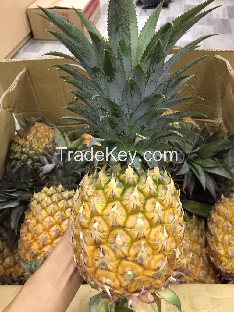Fresh Pineapple Fruits Export Quality