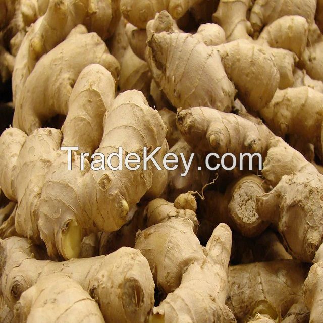Hot Sale China Dry Ginger 2022 New Crop Chinese Fresh Ginger For Export