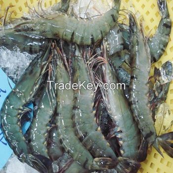 Frozen Fresh Shrimp/Seafood/Black Tiger Prawn