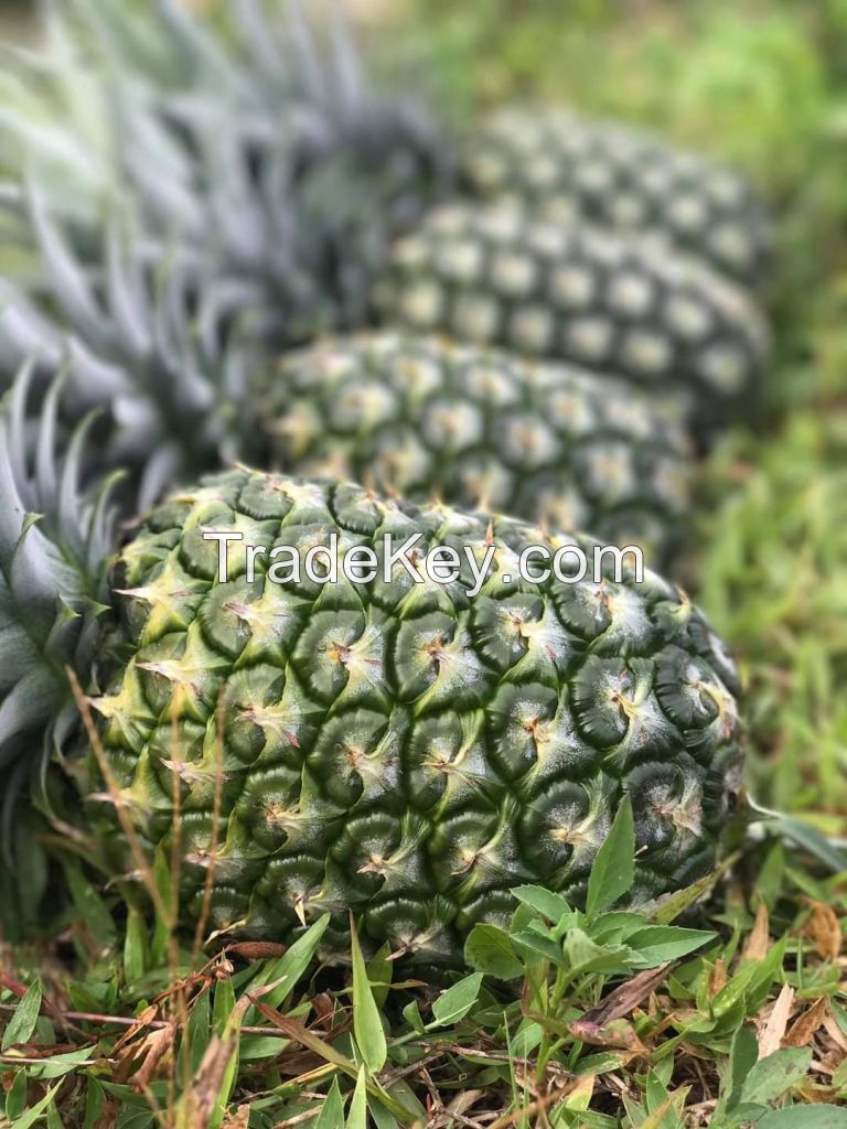 Fresh Pineapple Fruits Export Quality
