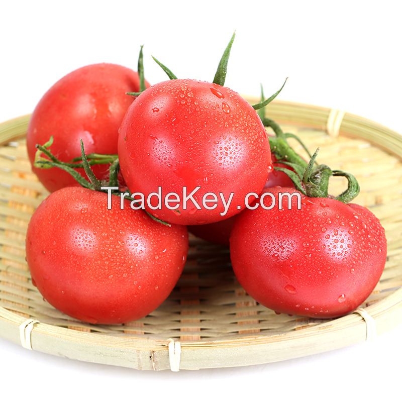 Fresh Cherry Quality Tomato, Fresh Plum Tomatoes for Sale.