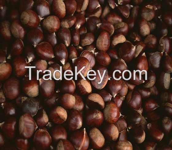 Wholesale Chestnut Raw Sweet Fresh Chestnut Kernel For Export