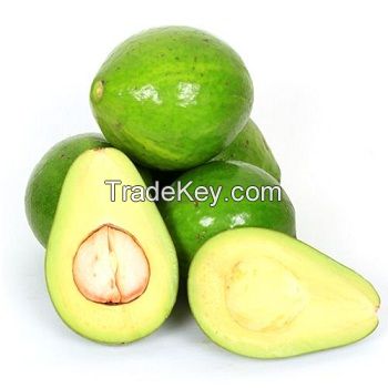 TOP GRADE FRESH AVOCADO/Fresh avocado