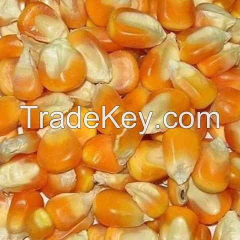 Best Quality Dried Style Yellow Corn/ Dry Maize For Animal Feed Best Price