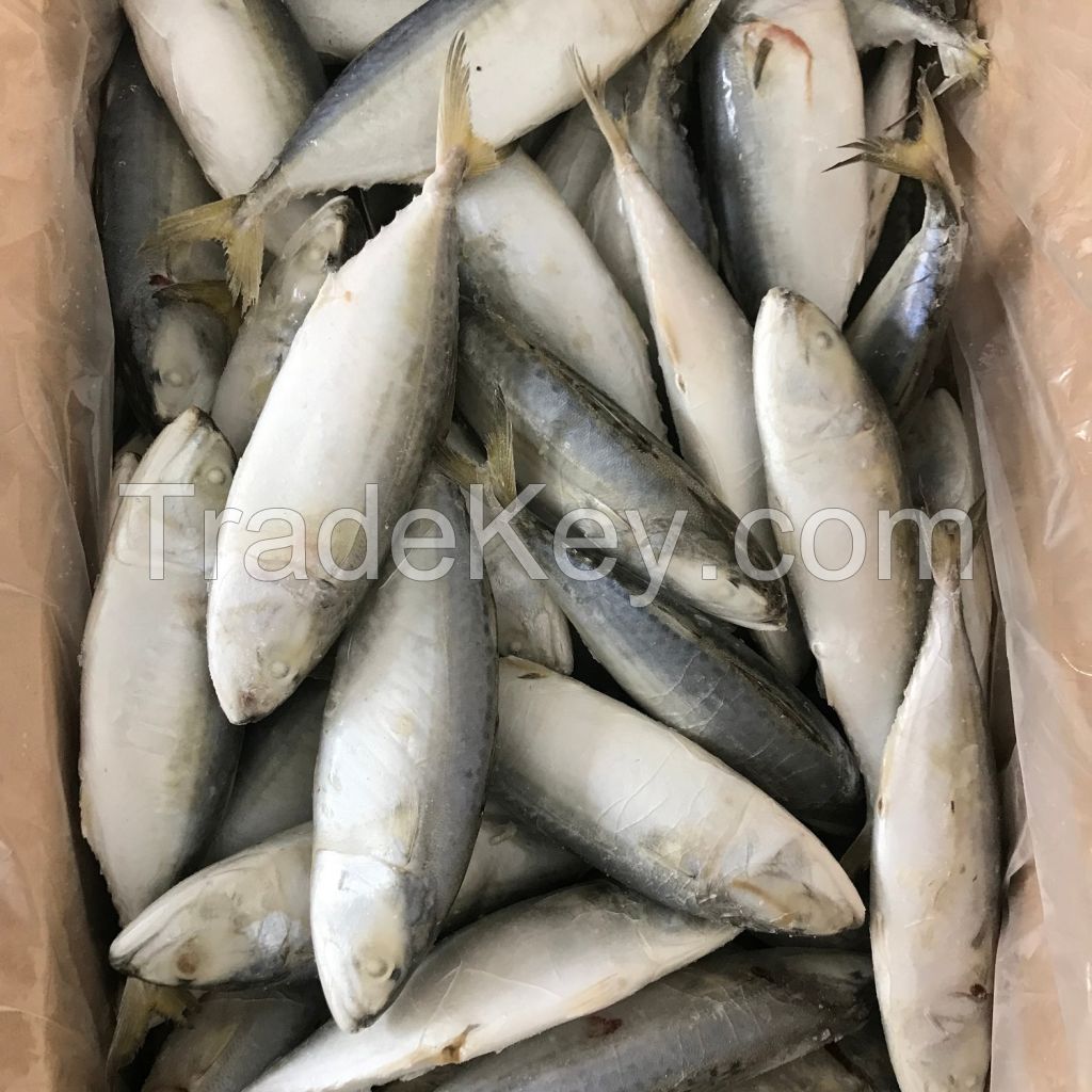 Frozen Seafood Mackerel Fish Atlantic Mackerel For Sale