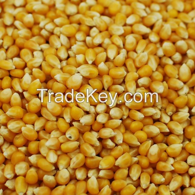 Best Quality Dried Style Yellow Corn/ Dry Maize For Animal Feed Best Price