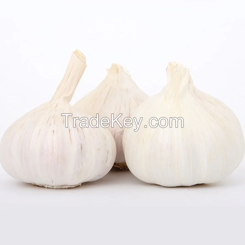 Fresh Garlic Producers 2022 New Crop Garlic Price