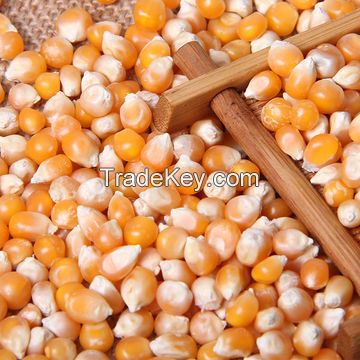 Best Quality Dried Style Yellow Corn/ Dry Maize For Animal Feed Best Price