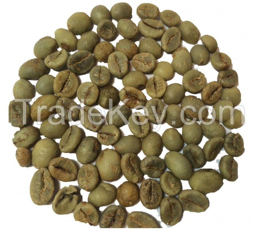 Best quality Green Coffee Beans SANTOS NY2/3 SC.14/16 Arabica ready to export