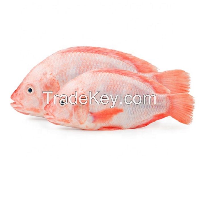 Best Seafood Frozen Fish Tilapia Fish Fillet Tilapia With Cheap Price
