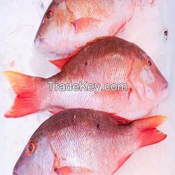Hot sale Frozen Red Seabream Fish