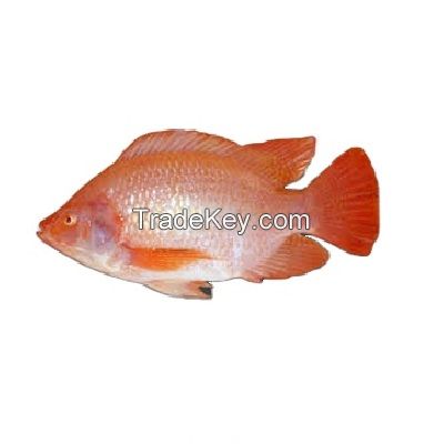 Best Seafood Frozen Fish Tilapia Fish Fillet Tilapia With Cheap Price