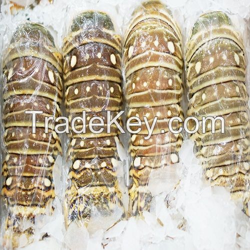Hot sales price Fresh Frozen Lobsters / Canadian live Lobsters for sale