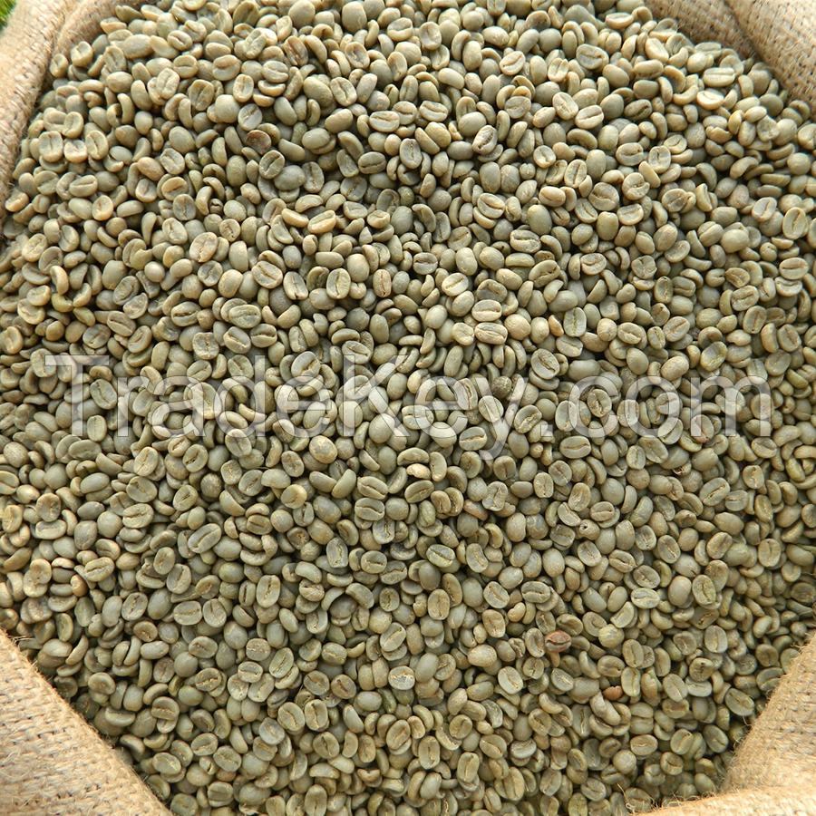 Best quality Green Coffee Beans SANTOS NY2/3 SC.14/16 Arabica ready to export