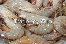 Vaname Shrimp