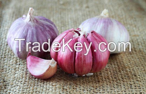 Red Garlic