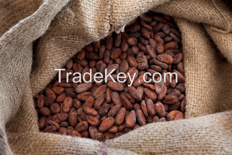 Dried Cacao beans