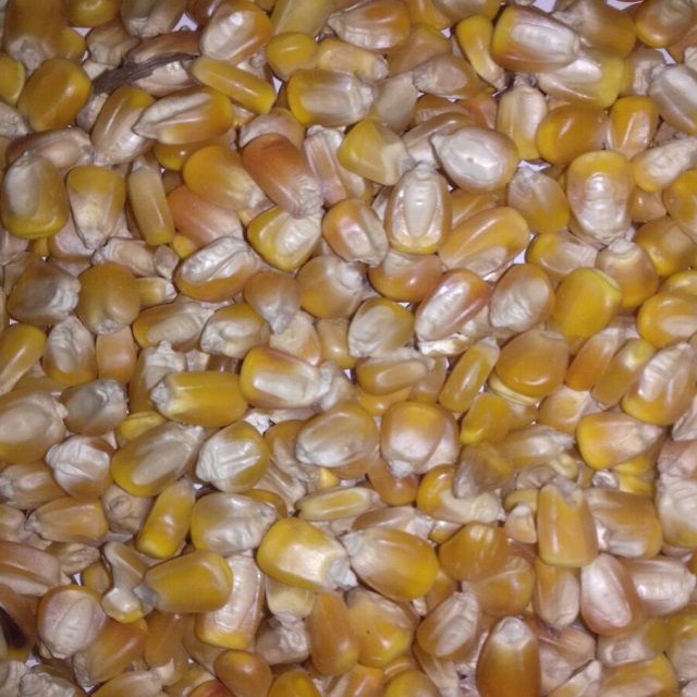 Yellow corn for Animal Feed