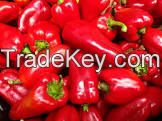 CHILLI PEPPER, RED BELL PEPPER, CAYENNE PEPPER, TATASHE, SHOMBO,