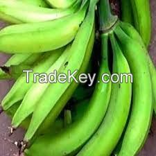 PLANTAIN, BANANA, PLANTAIN CHIP, BANANA CHIP, CASSAVA