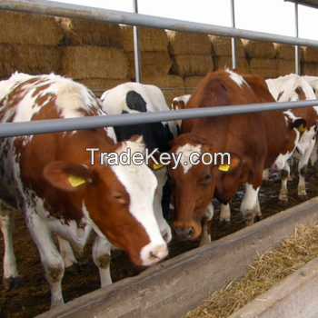 Cattle, Cows, (Bulls, Heifers, calves) live sheep & Live Goats, Horses, 