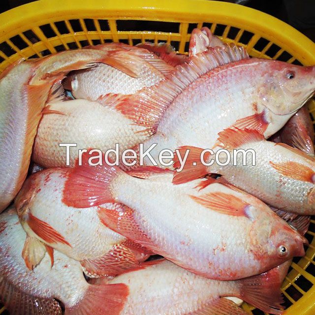 Seafood Fresh Frozen Red Tilapia Fish Red Snapper Tilapia Fish