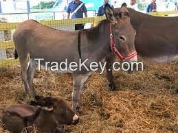 Amiatina donkey, livestock pigs for sale online 