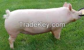 American Yorkshire Pig, livestock pigs for sale online 