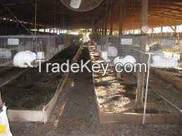 rabbits, Al-tex Rabbit For Sale