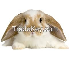 American Fuzzy Lop for sale 