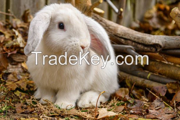 American Fuzzy Lop for sale