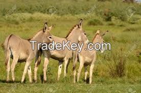 donkey hides, donkey skins for sale, Aby-ssi-nian Donkey  FOR SALE