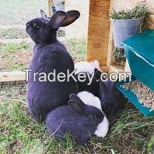 American Rabbit for sale online 